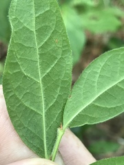 Vaccinium hirsutum