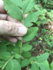 Vaccinium hirsutum
