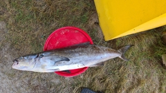 Rachycentron canadum