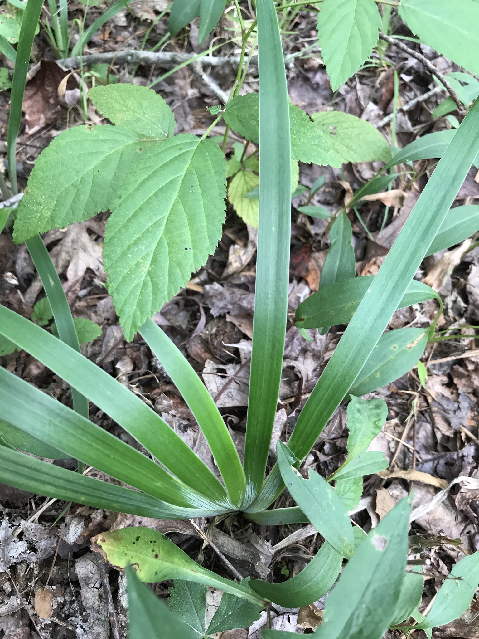 Iris verna var. smalliana