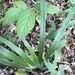 Iris verna smalliana - Photo (c) Alan Weakley,  זכויות יוצרים חלקיות (CC BY-NC), uploaded by Alan Weakley