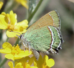 Callophrys mcfarlandi