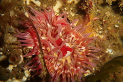 Urticina mcpeaki