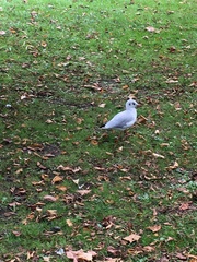 Chroicocephalus ridibundus