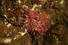 Urticina mcpeaki