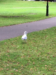 Larus argentatus