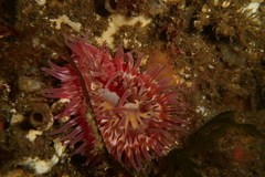 Urticina mcpeaki
