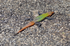Platysaurus intermedius subniger
