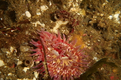 Urticina mcpeaki