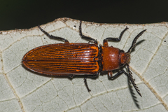 Hemiopinae