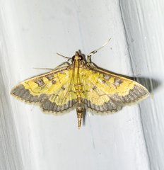 Diacme elealis