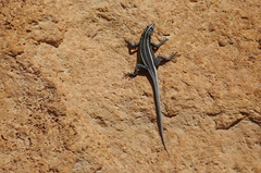 Platysaurus intermedius subniger