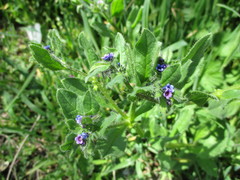 Asperugo procumbens