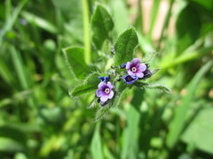 Asperugo procumbens