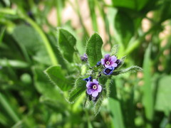 Asperugo procumbens