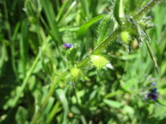 Asperugo procumbens
