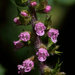 Perilla frutescens - Photo (c) Dennis White,  זכויות יוצרים חלקיות (CC BY-NC), uploaded by Dennis White