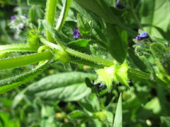 Asperugo procumbens