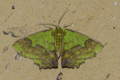 Agathia diversiformis