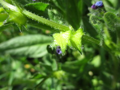 Asperugo procumbens