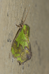 Agathia diversiformis