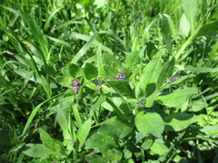 Asperugo procumbens