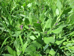 Asperugo procumbens