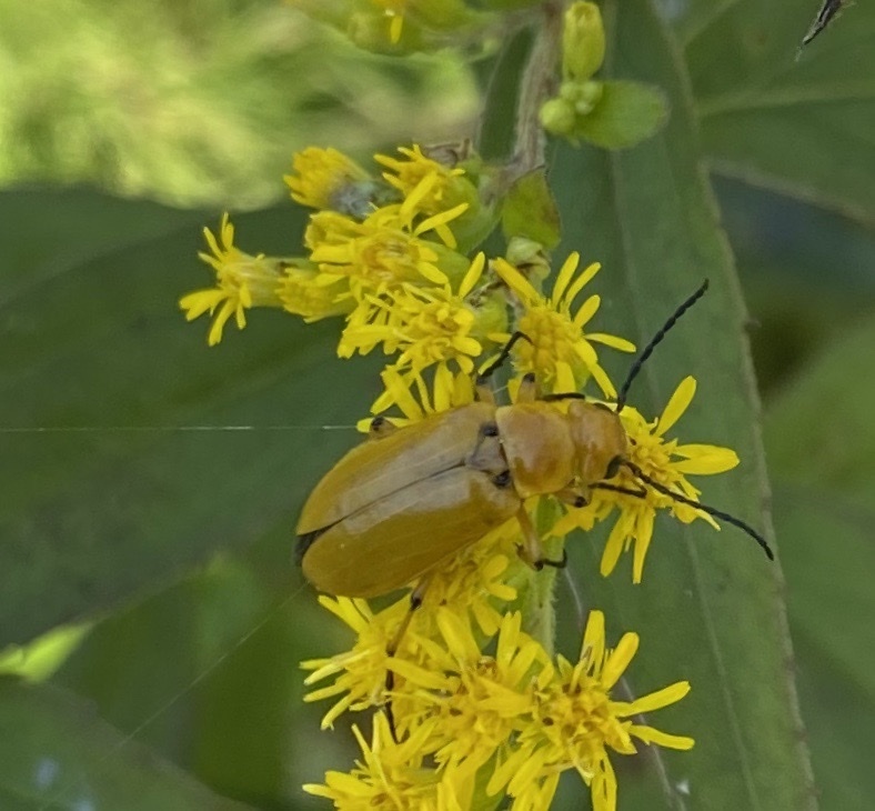 nemognatha-punctulata-from-eupora-ms-us-on-september-6-2020-at-12-44