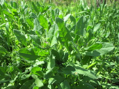 Asperugo procumbens