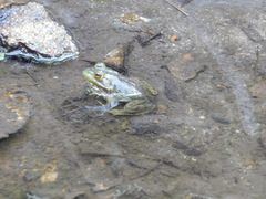Lithobates catesbeianus