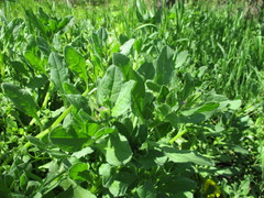 Asperugo procumbens