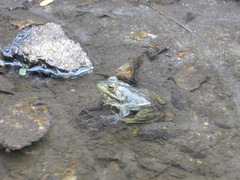 Lithobates catesbeianus