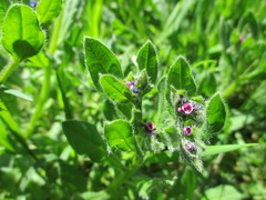 Asperugo procumbens