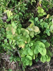 Hylotelephium maximum