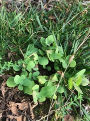 Hylotelephium maximum