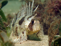Centropogon australis