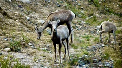 Ovis dalli stonei