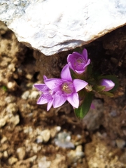 Gentianella ramosa