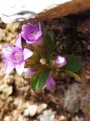 Gentianella ramosa