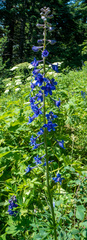 Delphinium trolliifolium