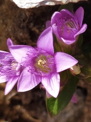Gentianella ramosa