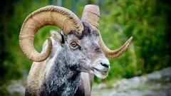Ovis dalli stonei