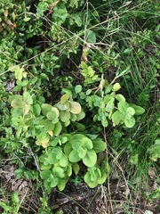 Hylotelephium maximum