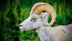 Ovis dalli stonei