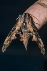 Morwennius decoratus