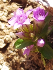 Gentianella ramosa