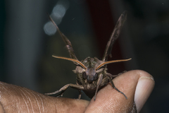 Morwennius decoratus