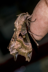 Morwennius decoratus