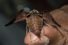 Morwennius decoratus