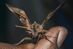 Morwennius decoratus